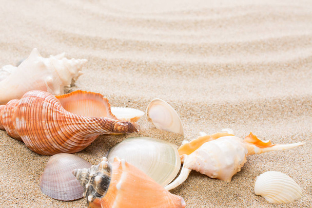 Seashell on the beach. Summer background with hot sand - Фото, изображение