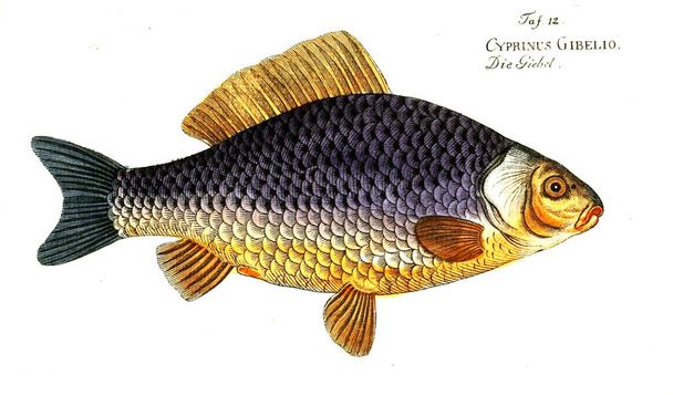 Illustration von Fischen. altes Bild - Foto, Bild