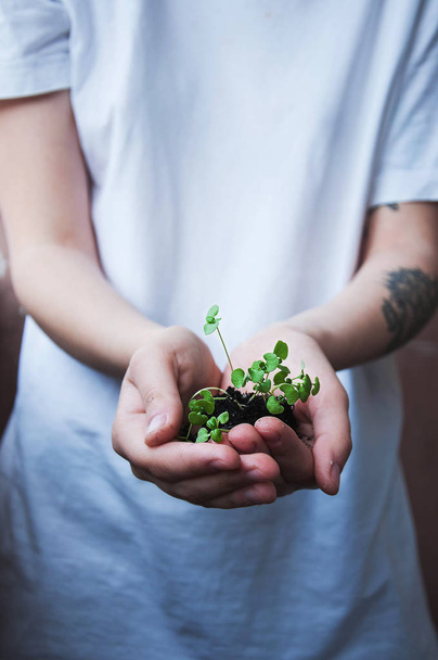 Young plant with ground in hands. Sprout in woman hand. - Foto, imagen