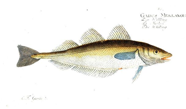 Balık Illustration. Eski resim - Fotoğraf, Görsel