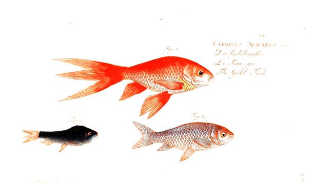 Ilustración de peces. Imagen antigua
 - Foto, imagen