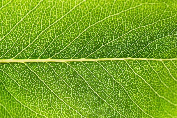 Close-up groene blad textuur. Macro detail van de verse plant blad met takken van aderen en structuur. Achtergrondverlichting. Abstracte natuurlijke achtergrond. - Foto, afbeelding