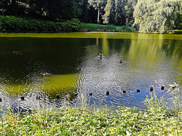 木がワルシャワの反映は、池のある公園 - 写真・画像