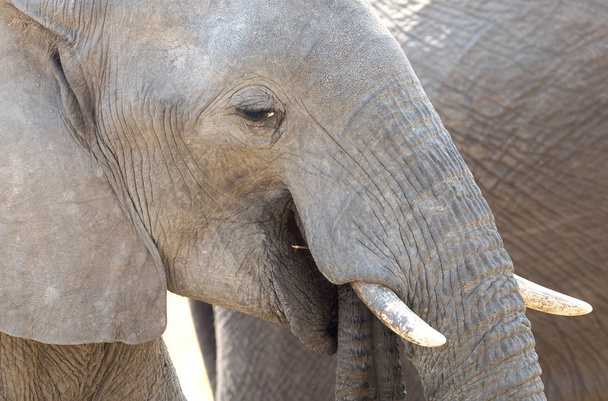 Slon africký (Loxondota africana) jíst - detailní - Namibie - Fotografie, Obrázek
