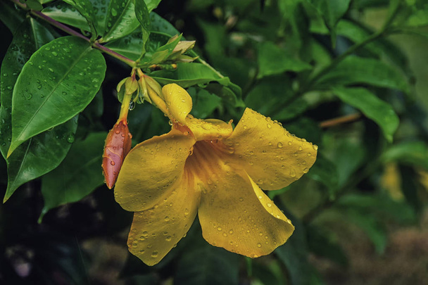 A Sao Tomé és Príncipe közelről trópusi virág, - Fotó, kép