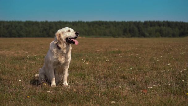 happy life of pets - beautiful golden retriever posing while sitting on the field. - Photo, Image