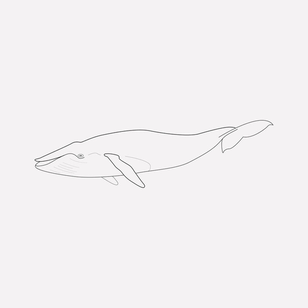 Walvis pictogram line-element. Vectorillustratie van walvis pictogram lijn geïsoleerd op schone achtergrond voor uw web mobiele app logo ontwerp. - Vector, afbeelding