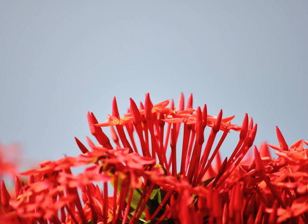 belle fleur rouge pointe dans la nature fraîche sur le fond
 - Photo, image
