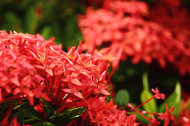 красивый красный цветок шипы в свежей природе на заднем плане
 - Фото, изображение
