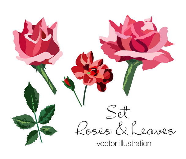 Set of pink and red roses and green leaves. Hand drawing. Vector illustration. - Vector, Image