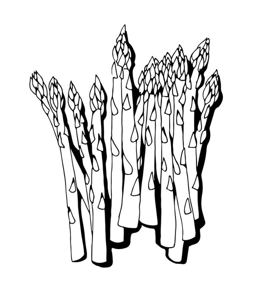 Asparagus vector isolated on white background - Vetor, Imagem