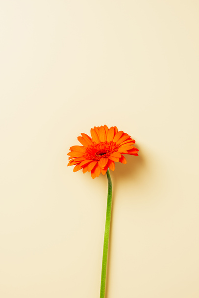 вид сверху на оранжевый цветок герберы на бежевом фоне
 - Фото, изображение