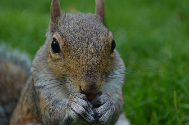 Lähikuva pähkinää syövästä oravasta.
. - Valokuva, kuva