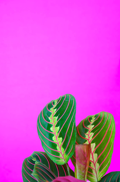 クズウコン属カラフルな熱帯植物の葉ピンク紫色の背景、テキストの最小限コンセプト コピー スペースを残します。クズウコン属クズウコン、赤祈り工場。熱帯植物. - 写真・画像