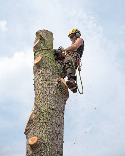 Ağaç cerrahı bir ağacın tepesine kandırdın iken bir chainsaw kullanma. - Fotoğraf, Görsel