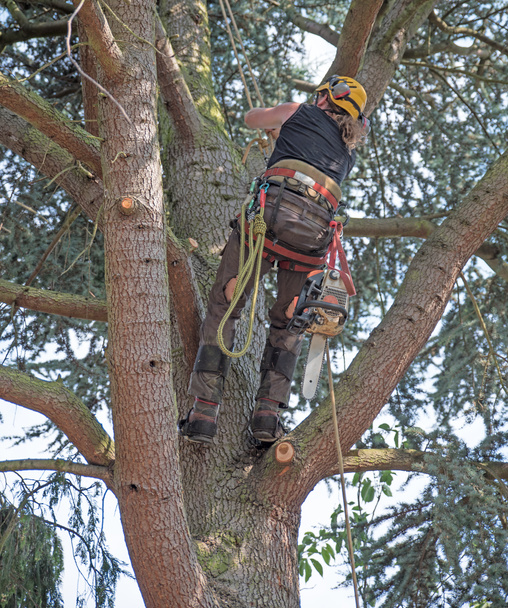 Tree surgeon starts a climb up a tree carrying a chainsaw. - Photo, Image