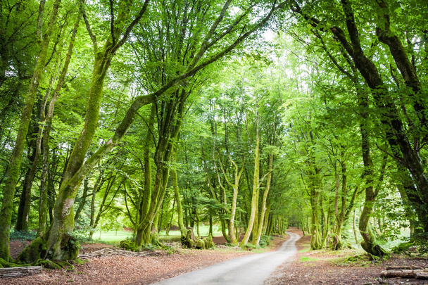 Morvan φυσικό περιφερειακό Parc δάσος με πράσινα βρύα και δέντρα - Φωτογραφία, εικόνα