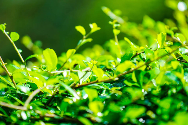 Πράσινα φύλλα στον κήπο το καλοκαίρι περιβάλλον οικολογία φόντο θαμπάδα φως θέα closeup φύση. - Φωτογραφία, εικόνα