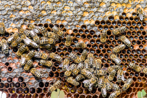 Wabe mit Honig und Bienen. Imkerei - Foto, Bild