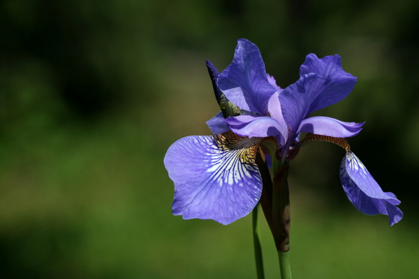Blauwe Iris Siberische (iris sibirica) - Foto, afbeelding