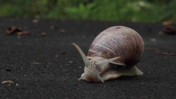 Snail crawling on the asphalt road. Burgundy snail, Helix, Roman snail, edible snail or escargot crawling - Footage, Video