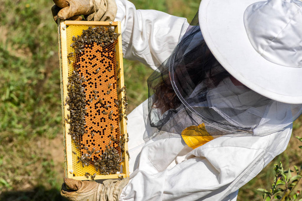 Hunajakenno hunajalla ja mehiläisillä. Mehiläishoito
 - Valokuva, kuva