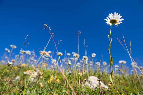 Wild Prairie bloemen in groen grasveld met blauwe lucht - Foto, afbeelding
