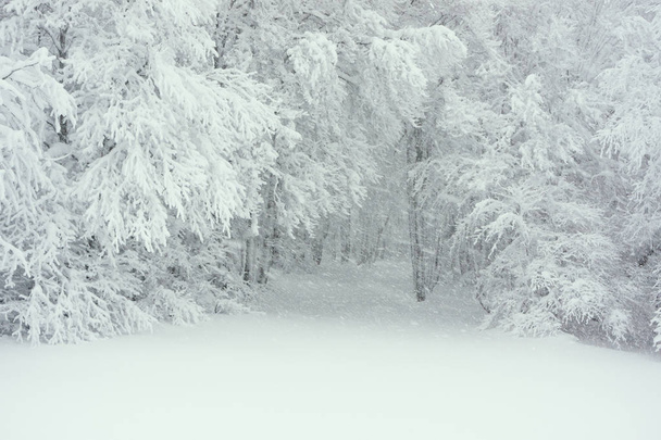 Zimowy krajobraz. Szlakiem przez las całkowicie pokryte śniegiem (Wogezy, Francja - listopada 2017). - Zdjęcie, obraz
