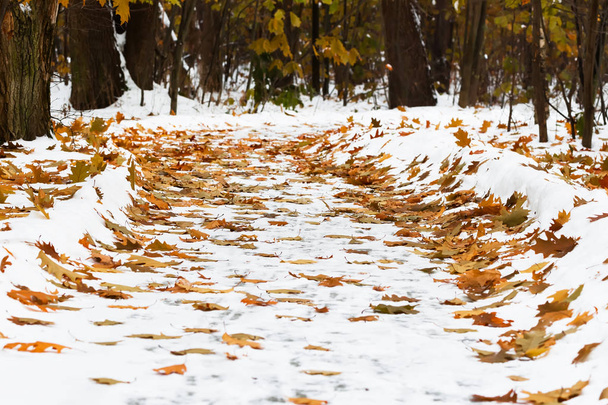 Fallen leaf covered by first snow in autumn evening. - Foto, imagen