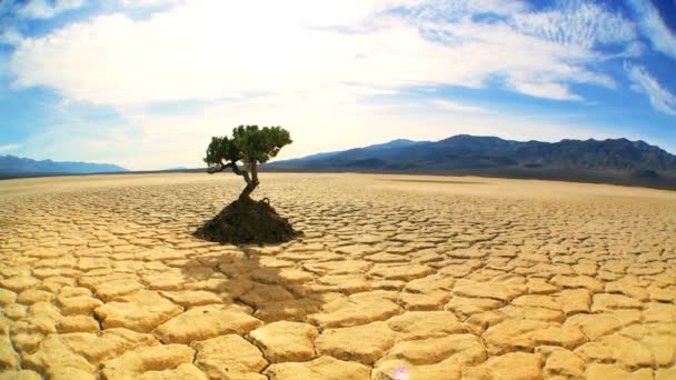 koncept záběr živý strom v pouštní krajině - Záběry, video