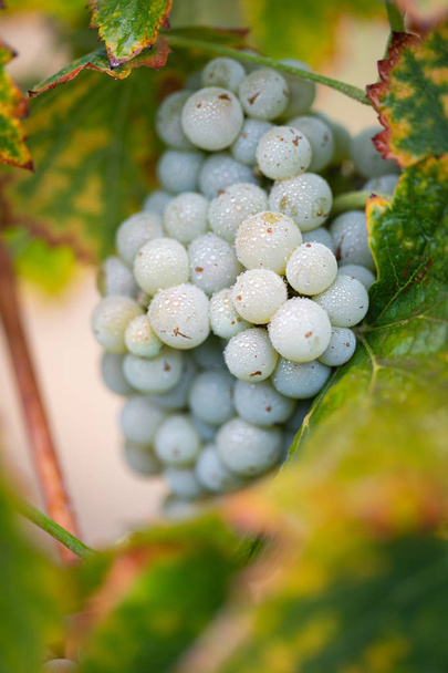 vinice s bujnou, zralé víno hrozny na vinici připraven na sklizeň - Fotografie, Obrázek
