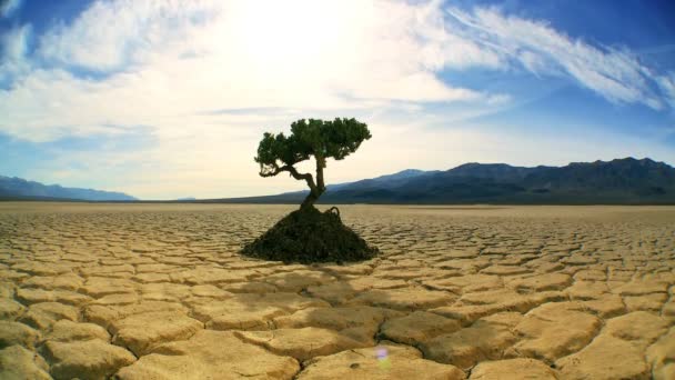 Zeitraffer-Konzeptaufnahme eines lebenden Baumes in Wüstenlandschaft - Filmmaterial, Video