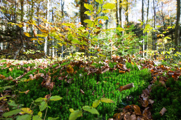 Bosque sotobosque y hojas caídas en un día soleado de otoño
 - Foto, imagen