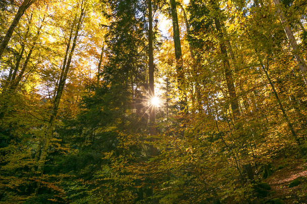 Nyáron erdei fák lombozat átszűrődő nap - Fotó, kép