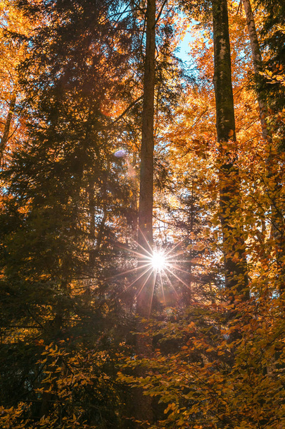 Sol brillando a través del follaje de árboles forestales en otoño
 - Foto, imagen