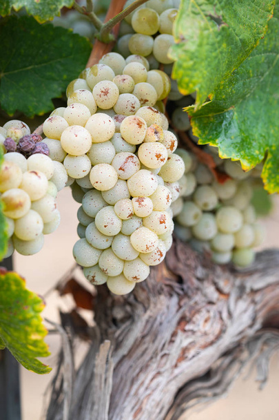 виноградник з пишними, стиглі вино винограду на корені готова для збору врожаю - Фото, зображення