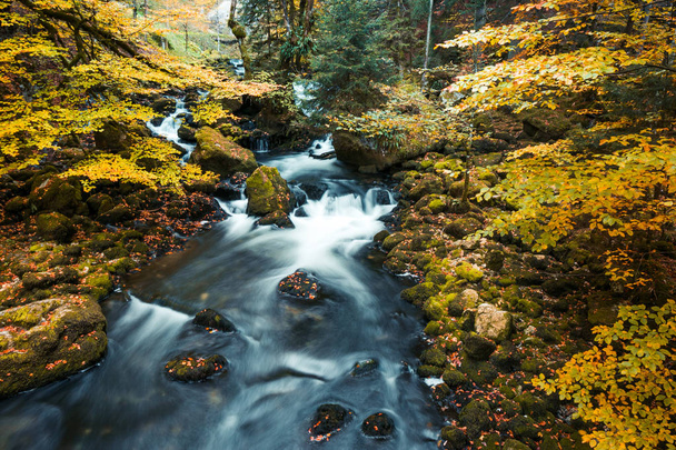 Rzeka przepływa przez poetę Issa w Forest Park z jesieni - Zdjęcie, obraz