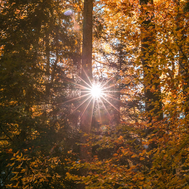 Az őszi erdő fák lombozat átszűrődő nap - Fotó, kép