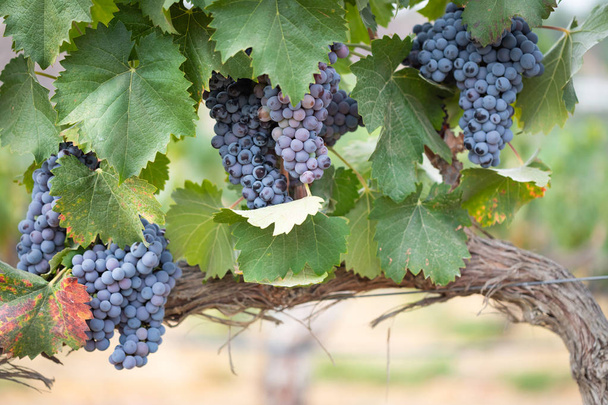 Vineyard with Lush, Ripe Wine Grapes on the Vine Ready for Harvest. - Photo, Image