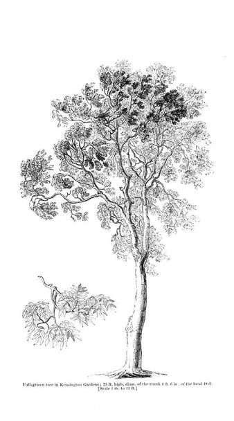 Illustration des Baumes. altes Bild - Foto, Bild