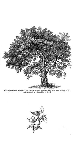 Απεικόνιση του δέντρου. Παλιά εικόνα - Φωτογραφία, εικόνα