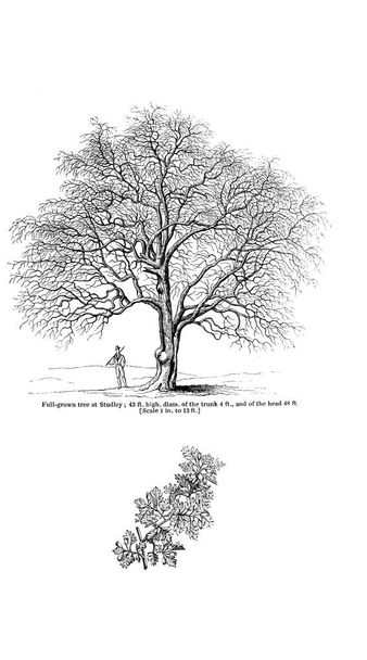 Ілюстрація дерева. Старе зображення
 - Фото, зображення