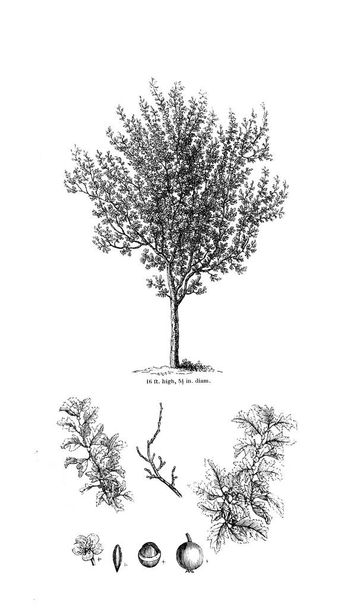 Απεικόνιση του δέντρου. Παλιά εικόνα - Φωτογραφία, εικόνα