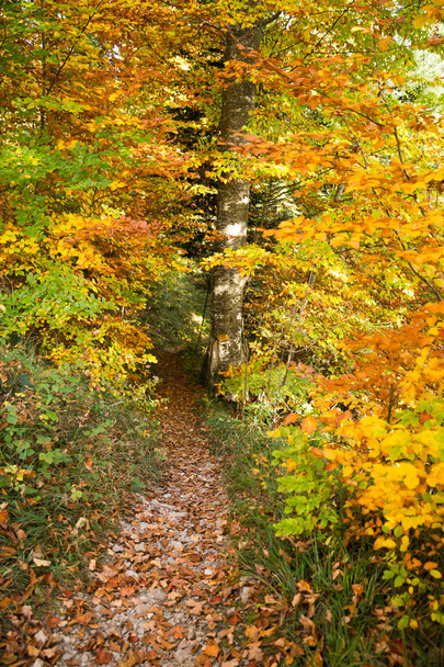 Sinal de caminho amarelo pintado à mão em uma árvore na floresta de folhagem dourada
 - Foto, Imagem