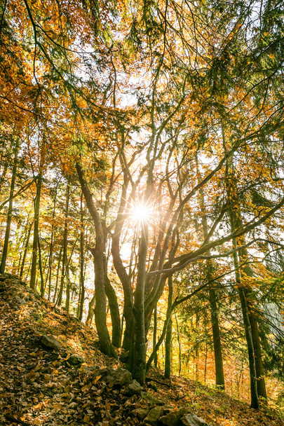 Sun Star Piercing μέσω δέντρα στο δάσος φύλλωμα Χρυσή - Φωτογραφία, εικόνα