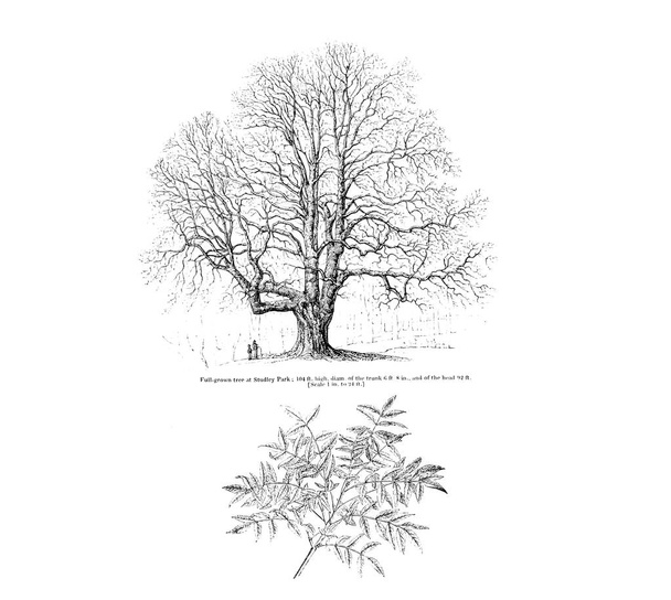 Illustration of tree. Old image - Photo, Image