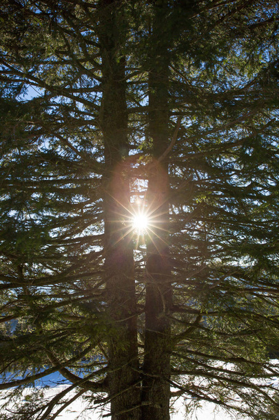 Çam ağaçları arasından bir güneşli bahar gününde Piercing güneş - Fotoğraf, Görsel