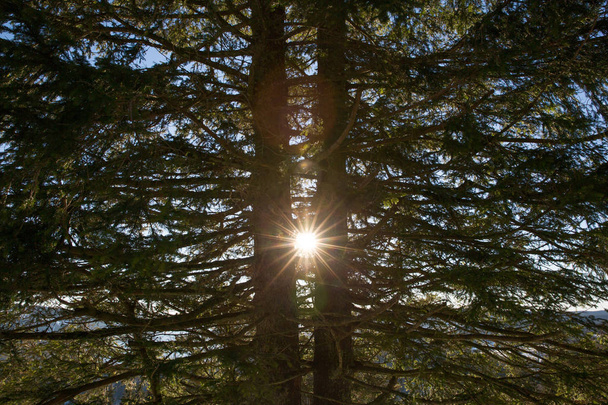Sun Piercing Through Pine Trees on a Sunny Spring Day - Photo, Image
