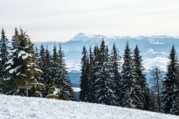 A Bukovel télen. Hófödte csúcsok. Ukrán Carpathians.Mount Hoverla. - Fotó, kép