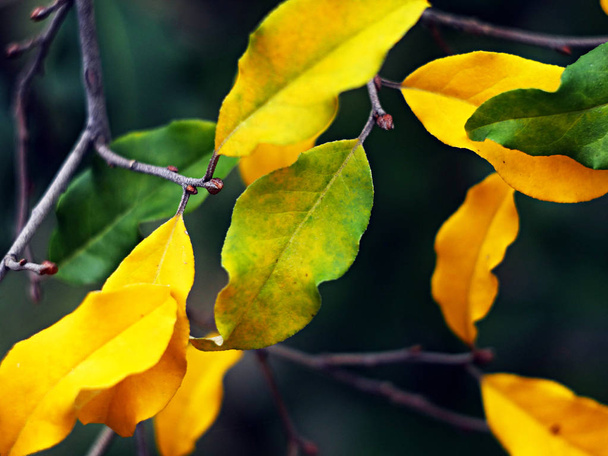 L'inizio di foglie di ingiallimento di autunno
 - Foto, immagini